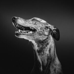 Dzīvnieka Fotosesija, suņa fotosesija