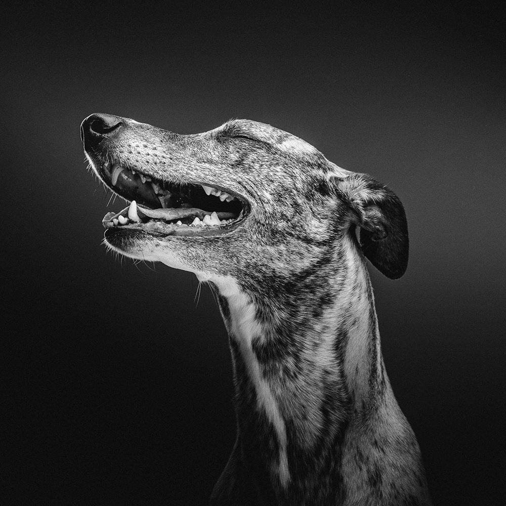 Dzīvnieka fotosesija, suņa fotosesija, fotosesija dzīvniekam, DruvoART, dzīvnieku fotogrāfs